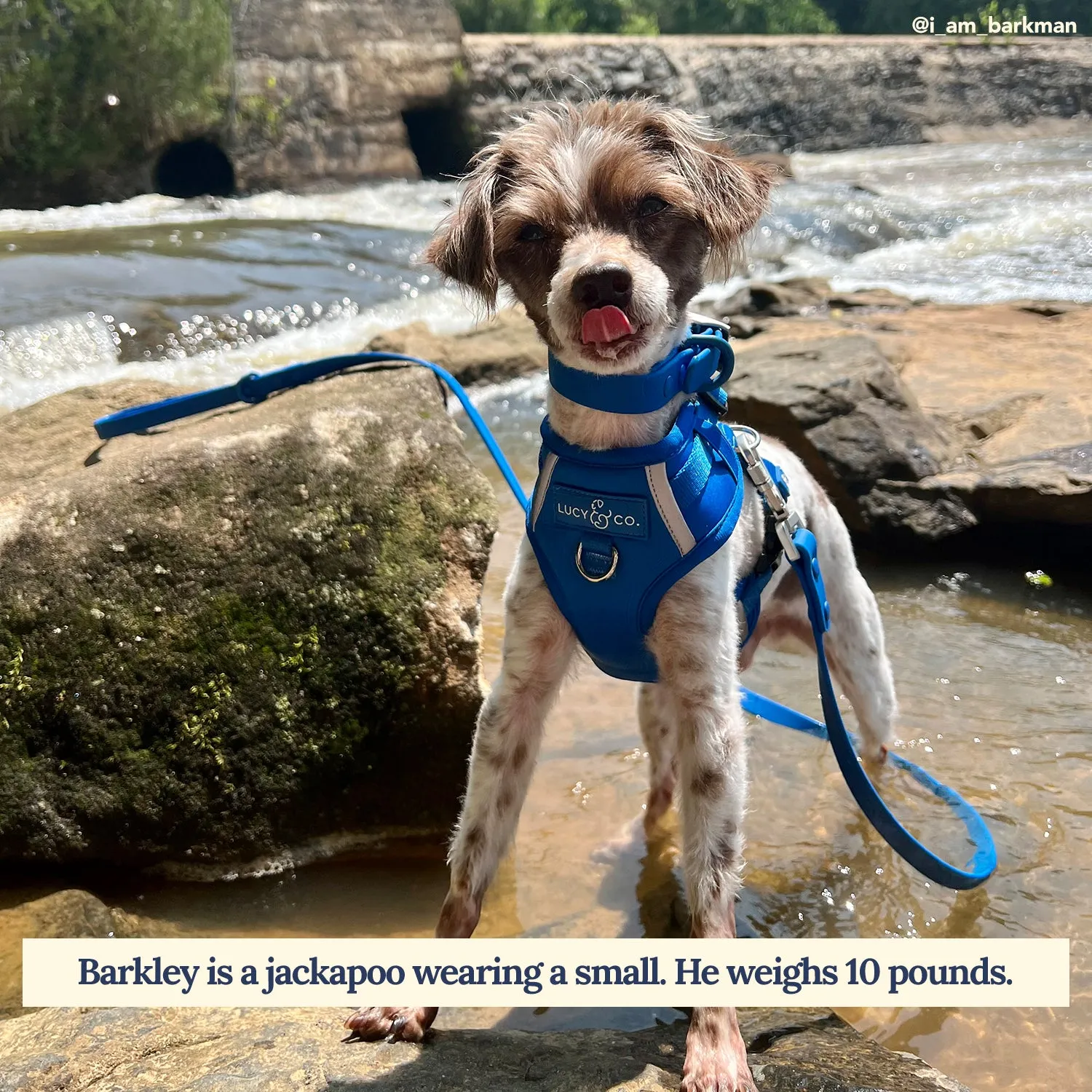 Indie Waterproof PVC Collar