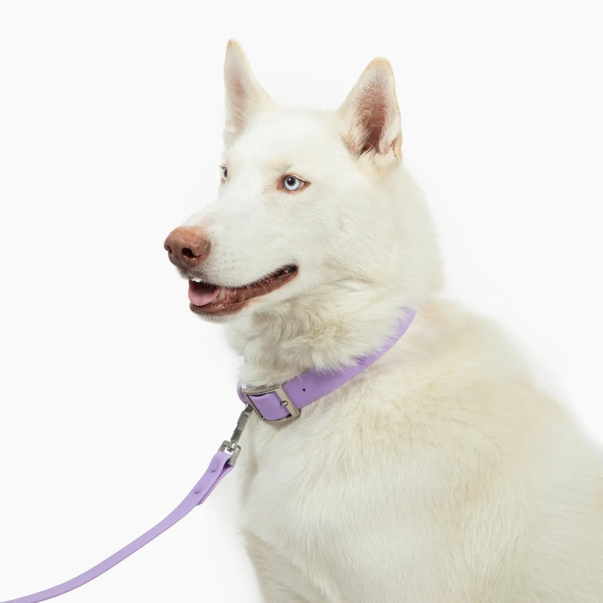 Lilac Waterproof PVC Collar
