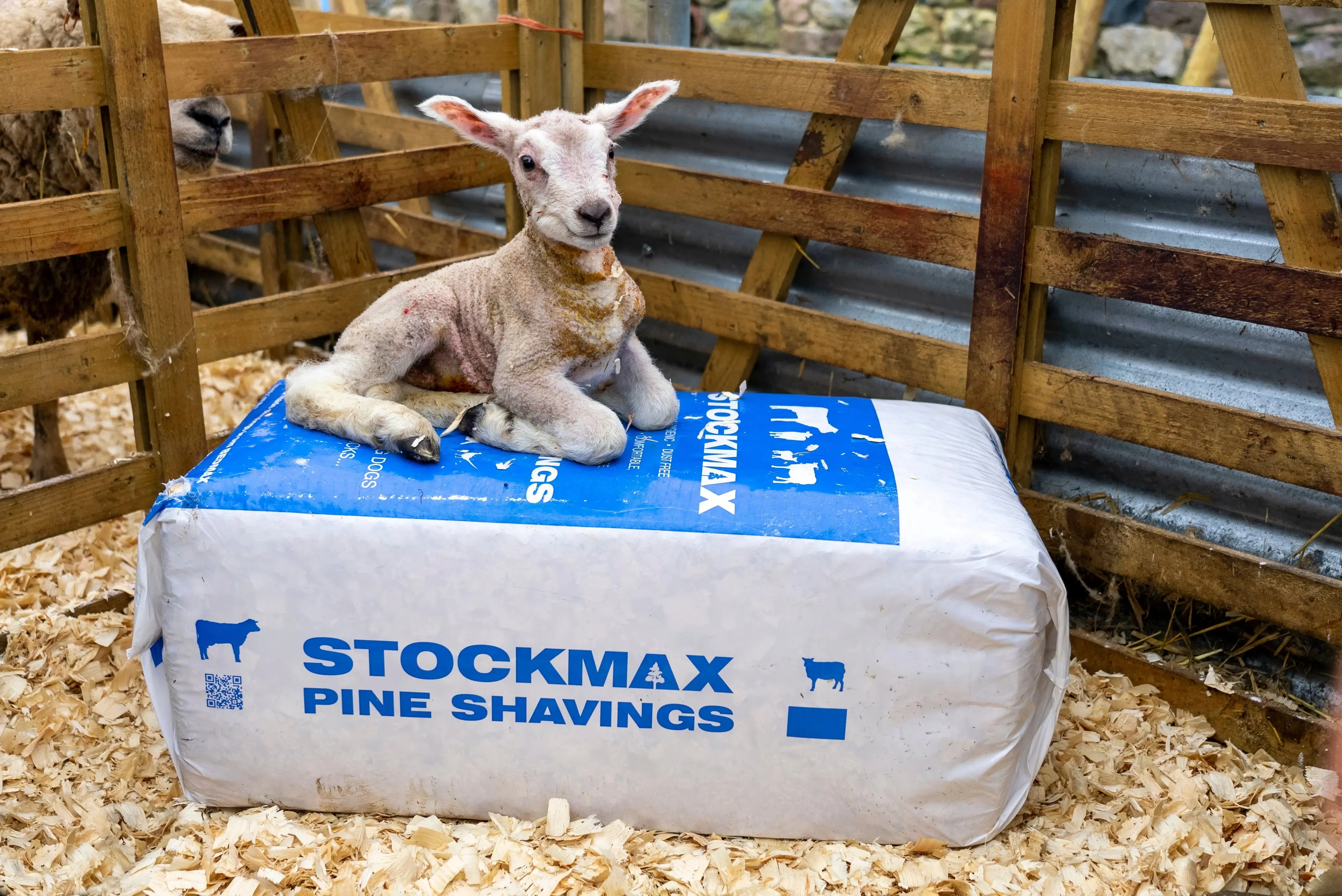 Stockmax Pine Shavings Animal Bedding - 20kg